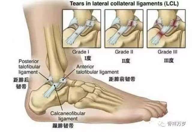 足踝的解剖学基础
